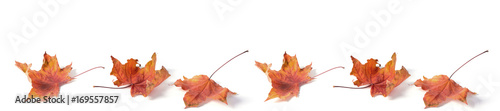 headline panorama red  leaf dry autumn