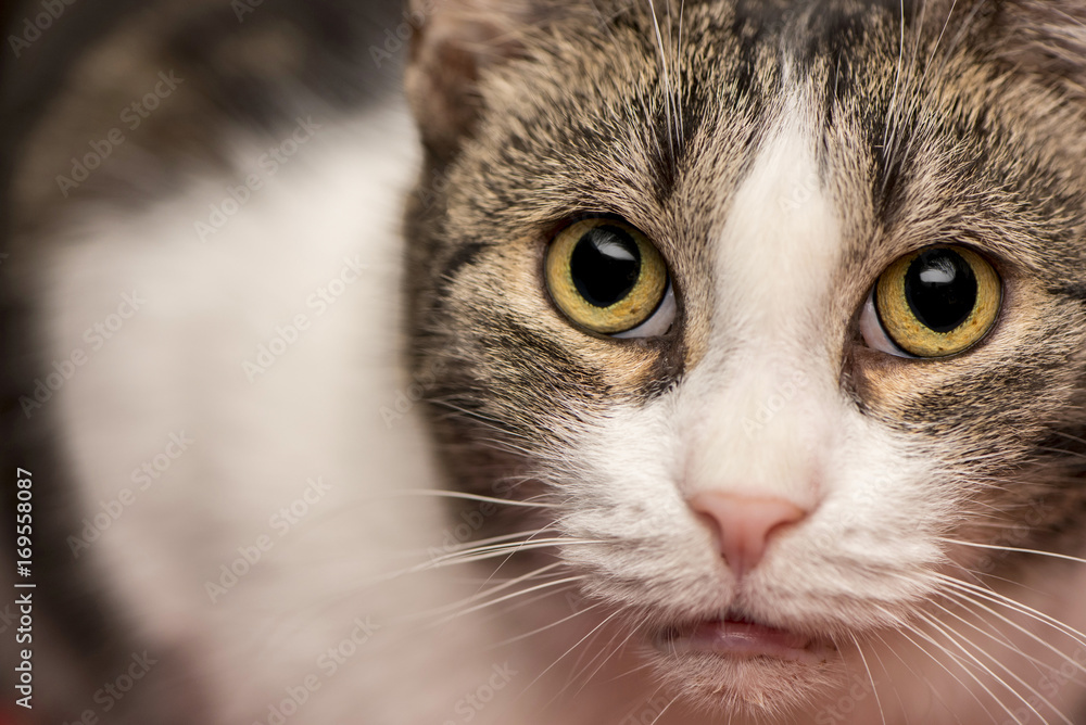 house cat close up house cat close up