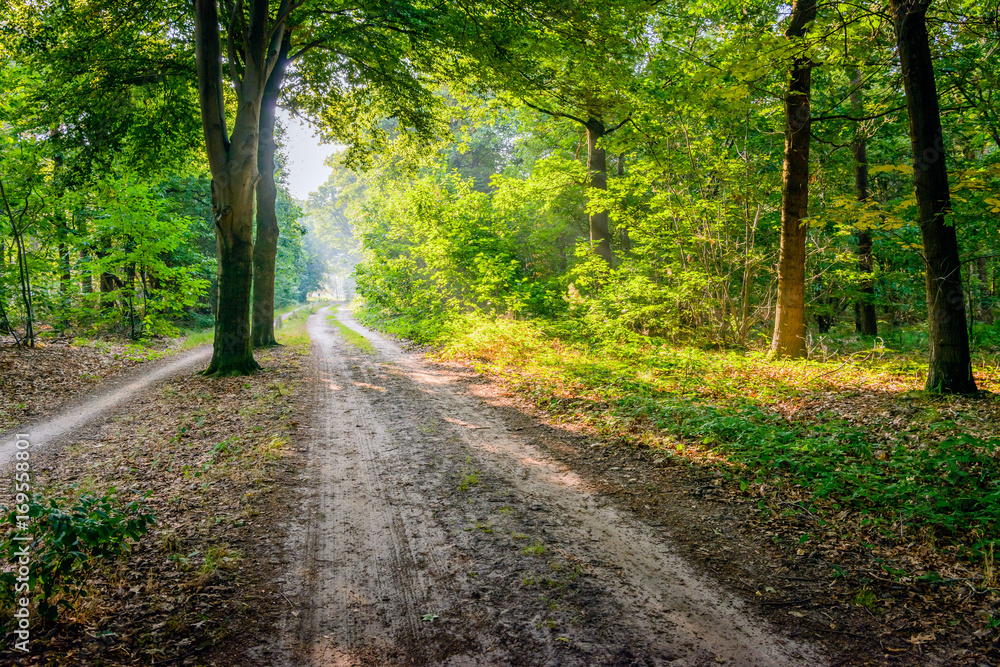 Fototapeta premium Sand path with wheel tracks in a Dutch forest
