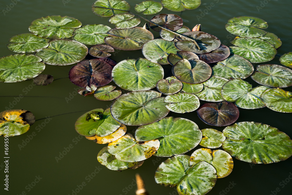 Frog and waterlily leaf in Danube Delta, Romania, in a summer day Frog and waterlily leaf in Danube Delta, Romania, in a summer day