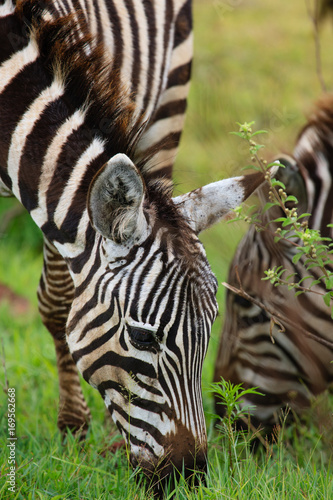Zebras in The Ngorongoro Crater - Tanzania