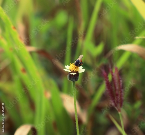 daisy field © oilslo