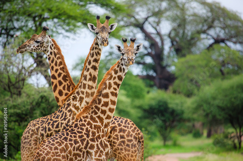 Photography Group of giraffes in Tarangire National Park - Tanzania