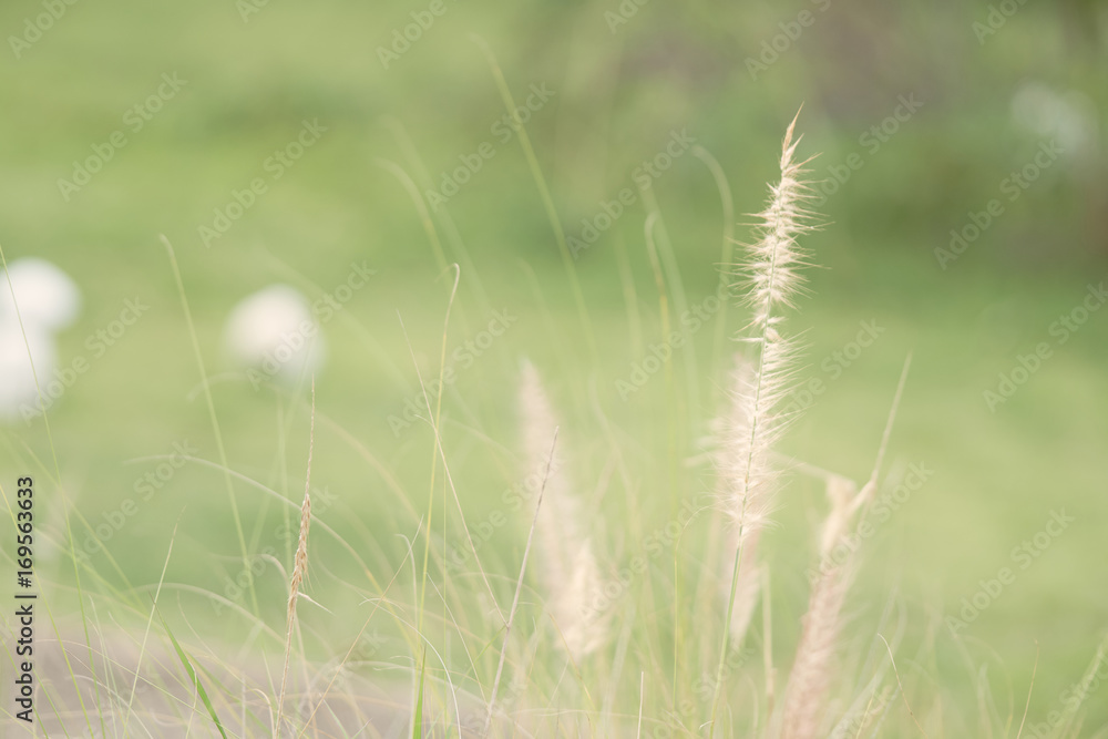 Close up flower grass and sunrise background in the morning.