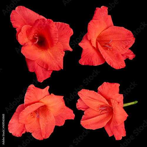 Red gladiolus flowers on a black background