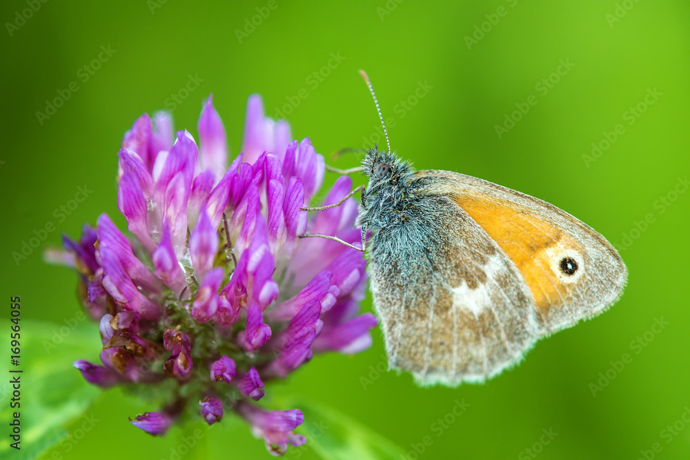 Obraz premium Ochsenauge, Schmetterling auf Klee Blüte