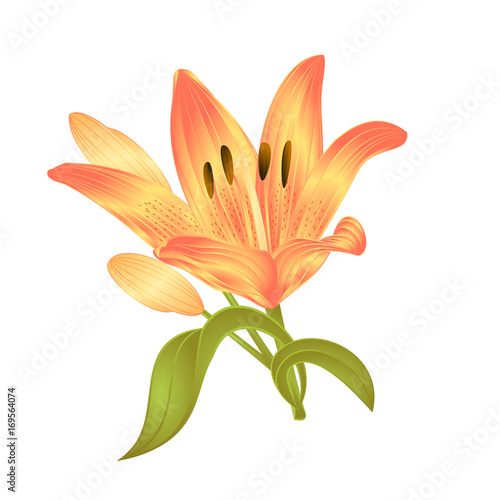 Yellow Lily  Lilium candidum flower with leaves and bud on a white background vector illustration editable Hand drawn
