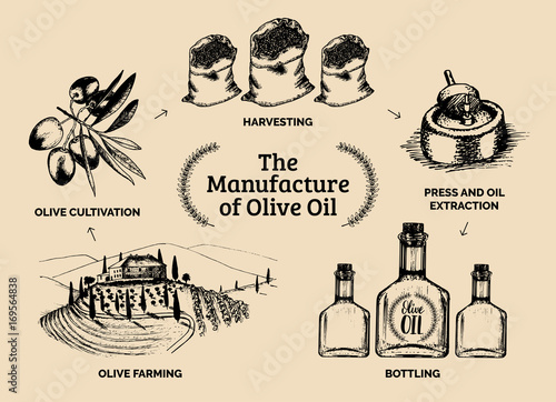Vector vintage olive oil bottle illustration. Hand sketched rural farm production sign, label etc.