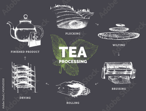 Vector infographics with illustrations of tea processing. Hand sketched scheme of authentic tea production