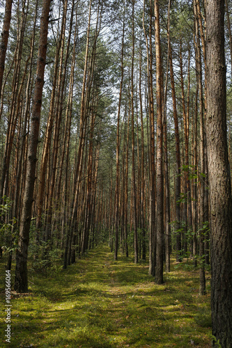 Fototapeta Naklejka Na Ścianę i Meble -  path in coniferous forest with beautiful sunlight