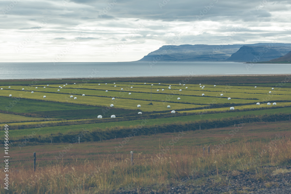 White Hay Rolls on a Green Field of Iceland