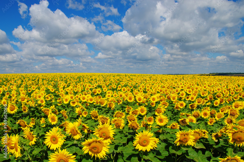Fototapeta premium field of blooming sunflowers