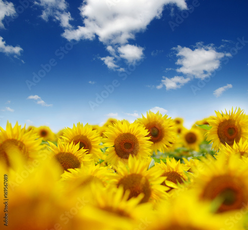 field of blooming sunflowers