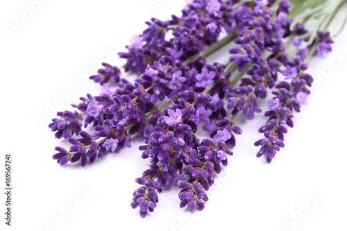 Fototapeta Naklejka Na Ścianę i Meble -  Lavender.