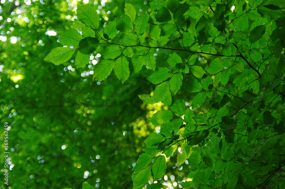 Green leaves on bokeh Green leaves on bokeh