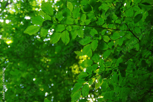 Green leaves on bokeh