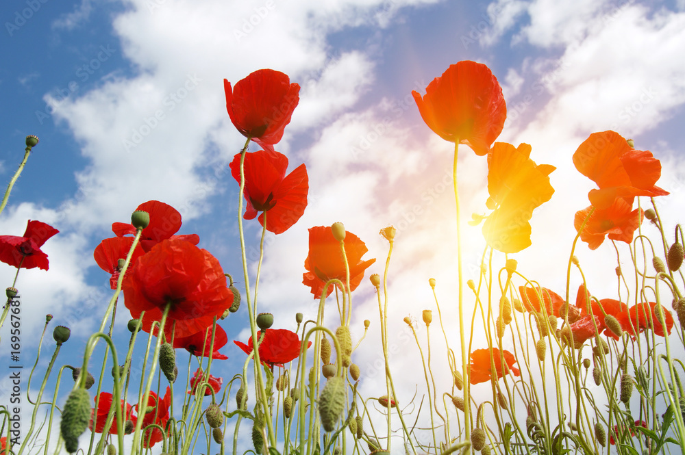 Obraz premium Poppies and sun