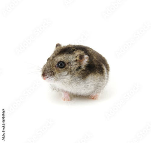Dwarf hamster on white