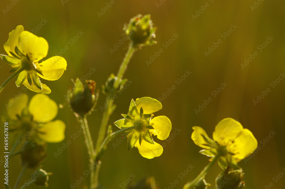 Fototapeta premium Spring flowers on sun