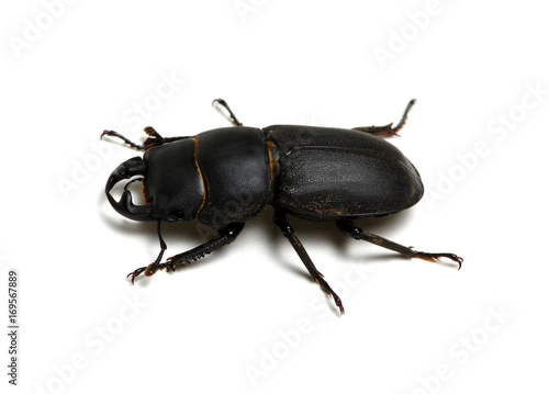 black beetle  on white © Alekss