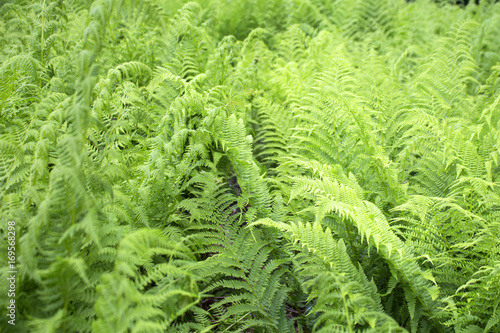 wild forest fern  