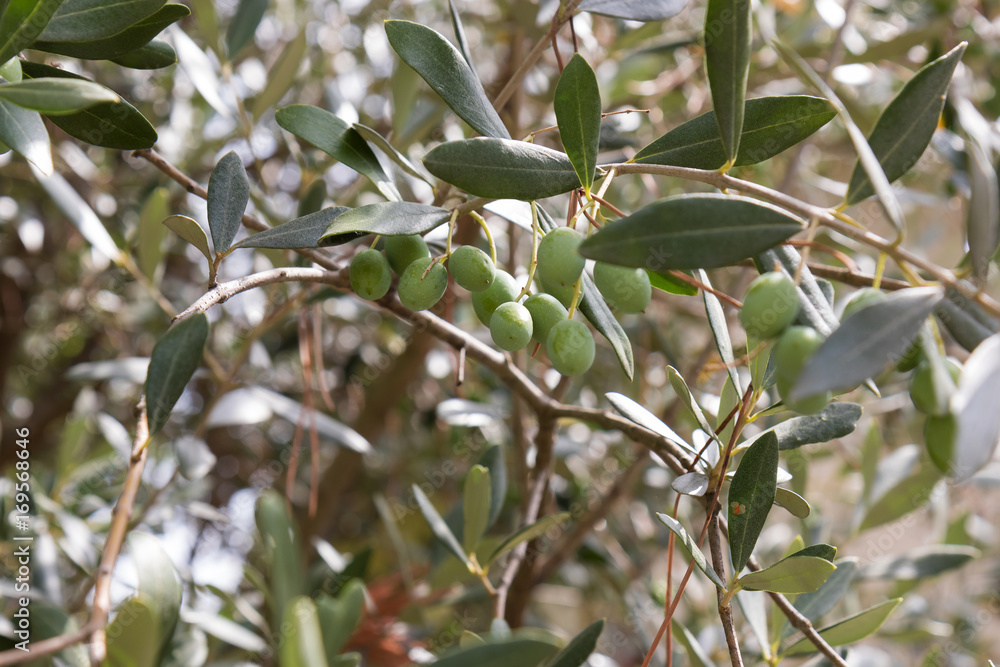 Ripening olives on an olive tree Ripening olives on an olive tree