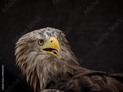 portrait of an eagle