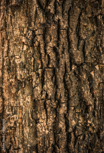 Wood bark,trunk texture background with copy space