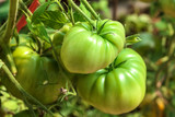 Unripe green tomatoes growing on bush in the garden. Tomatoes in the greenhouse with the red and green fruits.