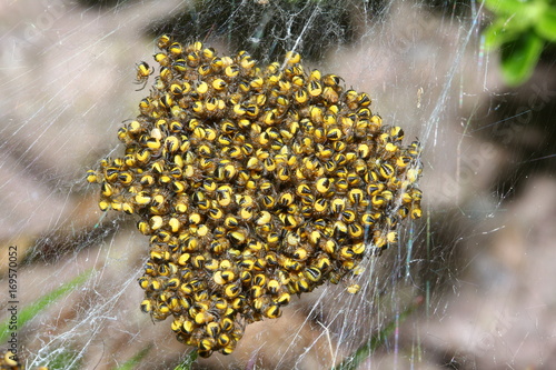 Junge Gartenkreuzspinnen im Spinnennetz, Araneus diadematus