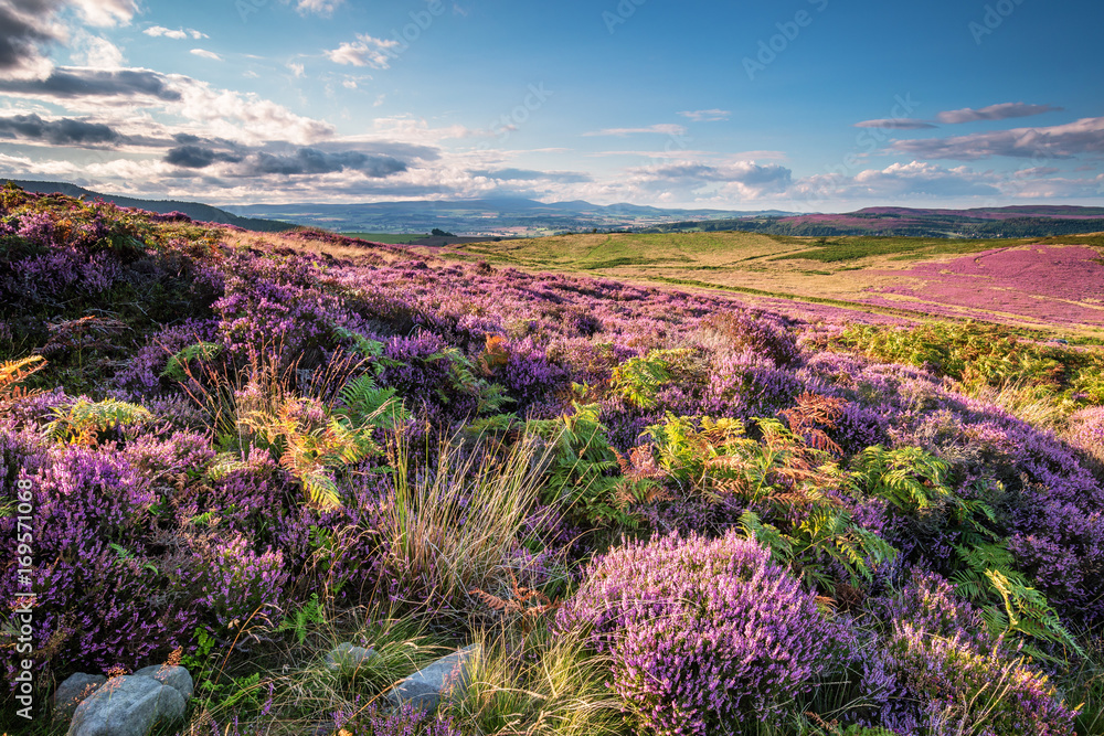 Heather and Bracken on Simonside Hills, which are popular with walkers and hikers, they are covered with heather in summer and are part of Northumberland National Park ,overlooking the Cheviot Hills Heather and Bracken on Simonside Hills, which are popular with walkers and hikers, they are covered with heather in summer and are part of Northumberland National Park ,overlooking the Cheviot Hills