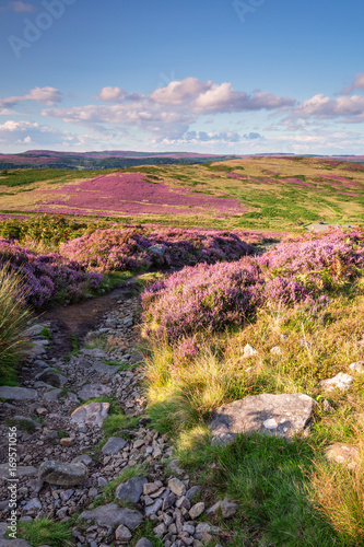 Footpath to Simonside Hills portrait, popular with walkers and hikers they are covered with heather in summer, and are part of Northumberland National Park, overlooking  the Cheviot Hills photo