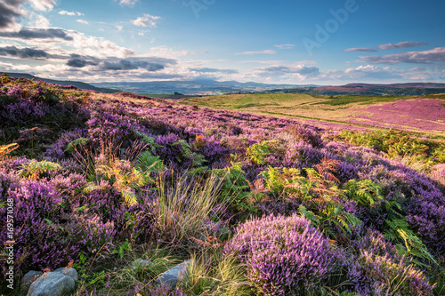 Fotografia Heather and Bracken on Simonside Hills, which are popular with walkers and hiker