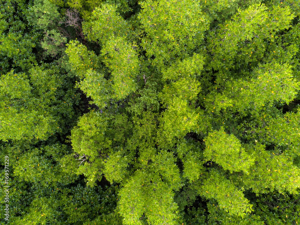 top view tree, beautiful background ,aerial view , mangrove forest, Natural grass texture