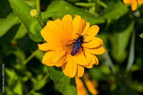 Bee on the blossoming doronikum flowers. photo