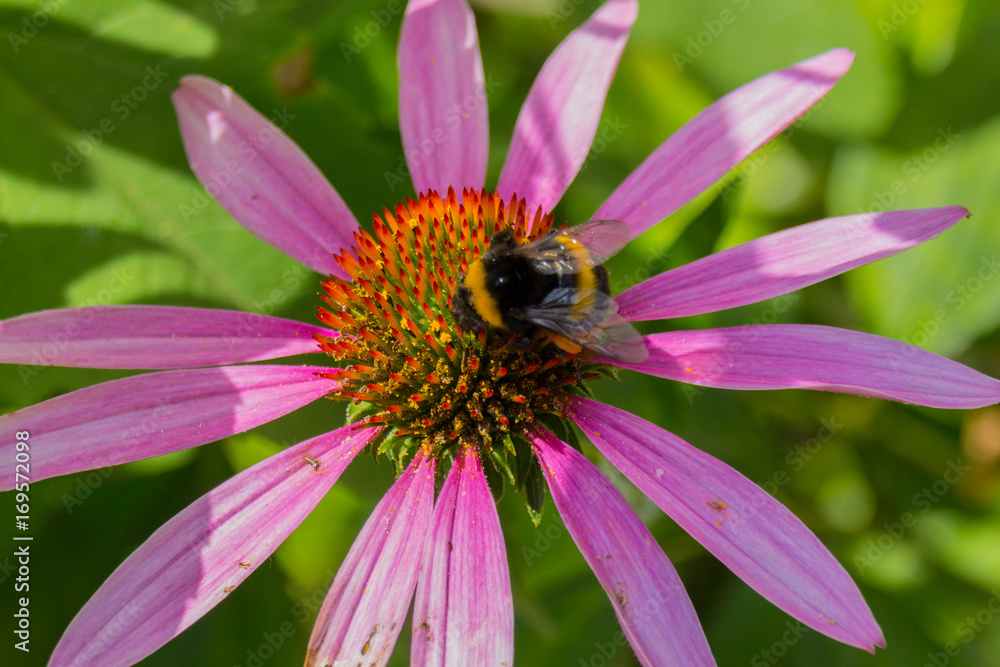 Bee on the blossoming echinacea flowers. Bee on the blossoming echinacea flowers.