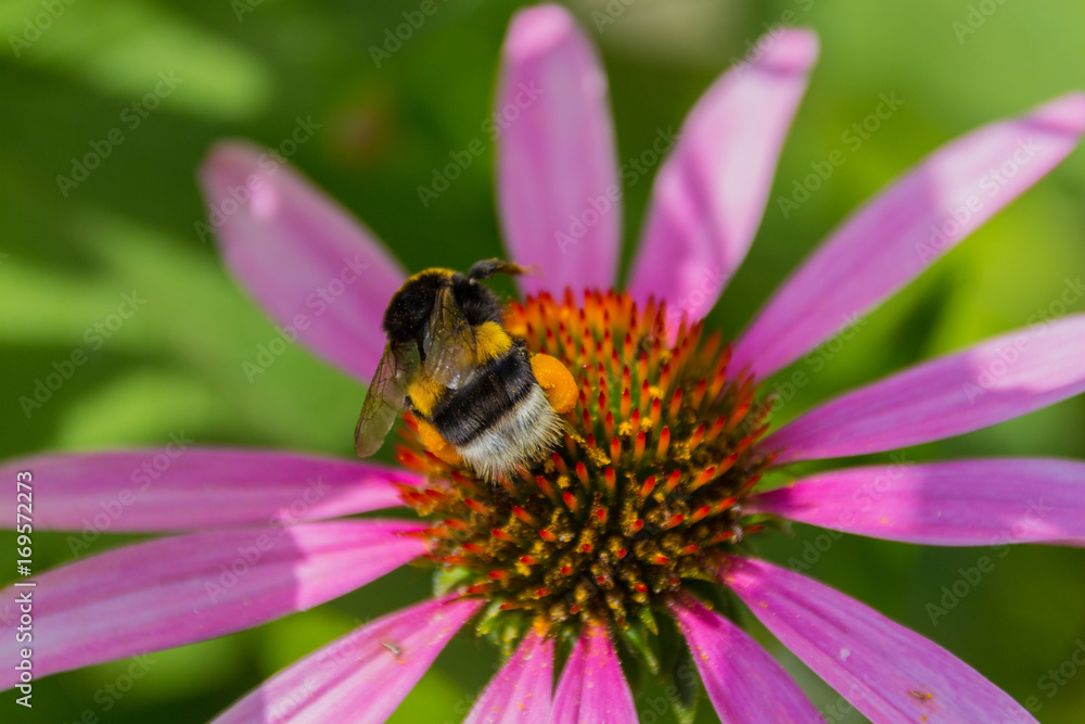 Bee on the blossoming echinacea flowers. Bee on the blossoming echinacea flowers.