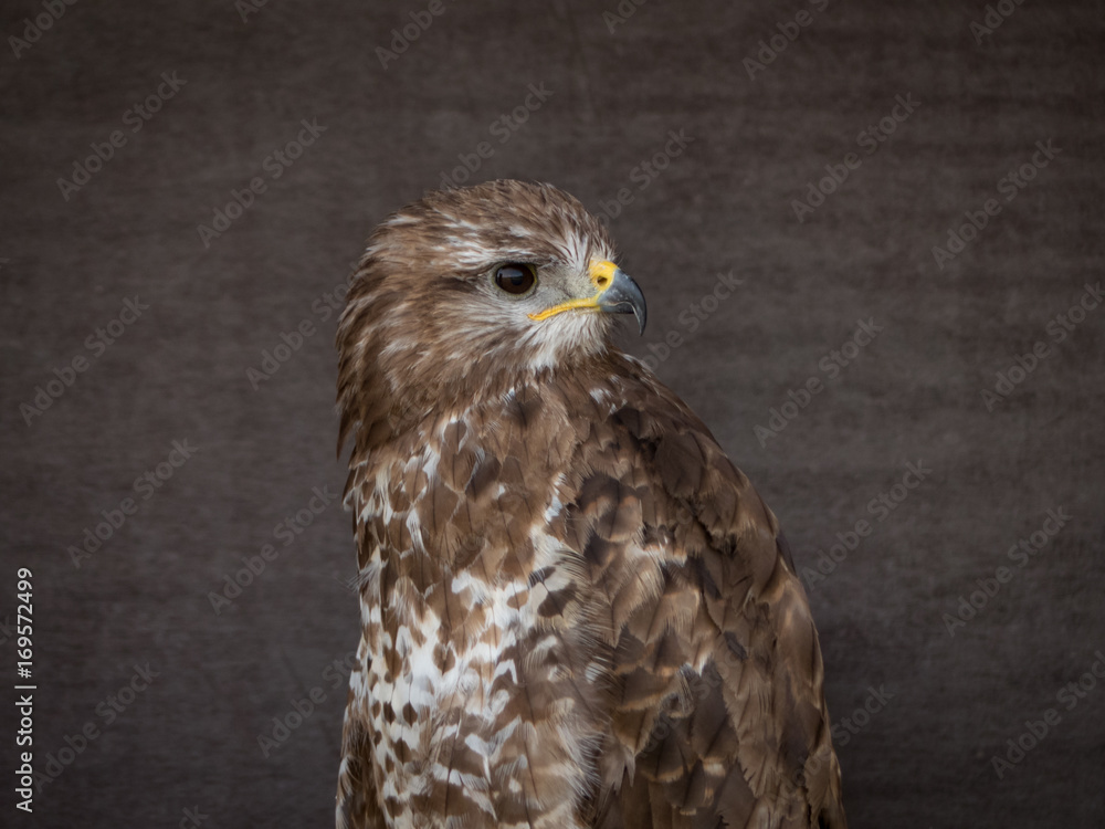 Obraz premium portrait of a buzzard