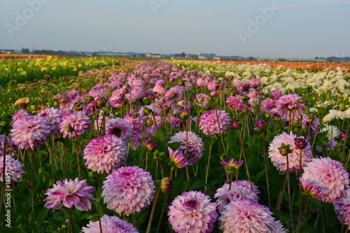 Fototapeta Naklejka Na Ścianę i Meble -  pink dahlia flowers
