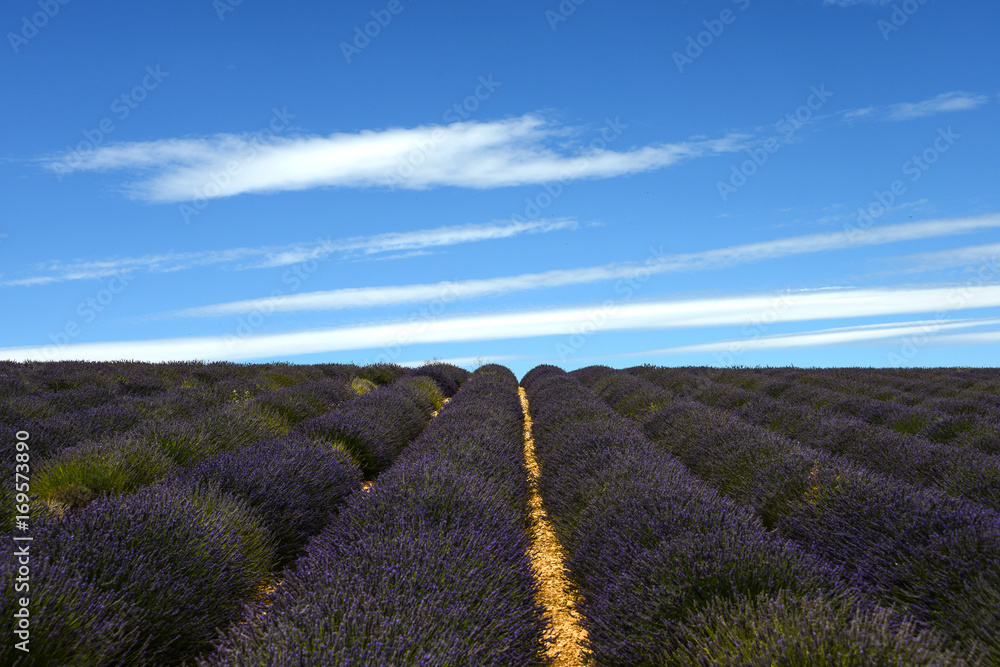 Fototapeta premium Provence Lavendelfeld