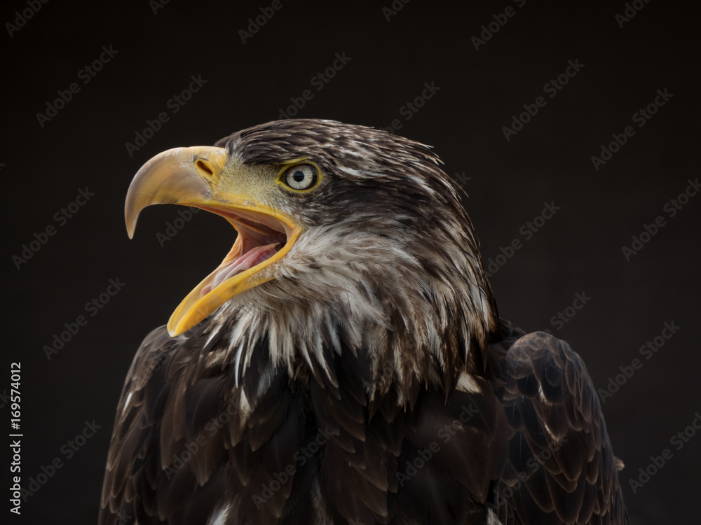 Obraz premium portrait of an eagle