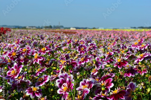 Fototapeta Naklejka Na Ścianę i Meble -  dahlia flowers with blue sky