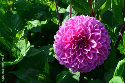 Fototapeta Naklejka Na Ścianę i Meble -  light purple dahlia flower