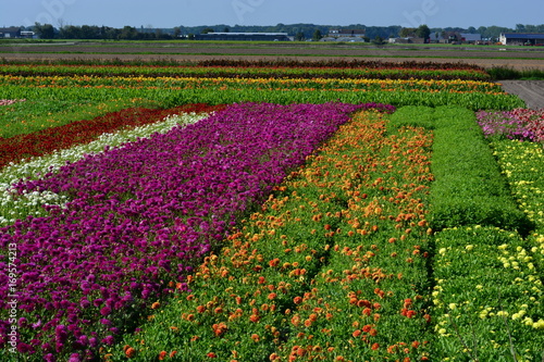 Fototapeta Naklejka Na Ścianę i Meble -  dahlia flowers