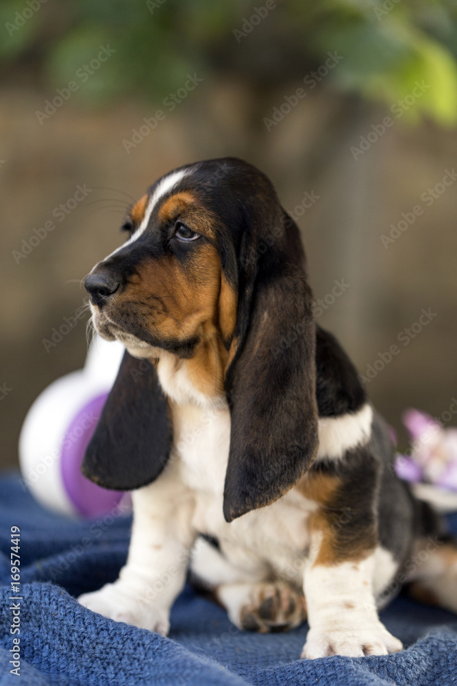 Close up the beautiful puppy of Basset hound with sad eyes and long ears sits on a blanket Close up the beautiful puppy of Basset hound with sad eyes and long ears sits on a blanket