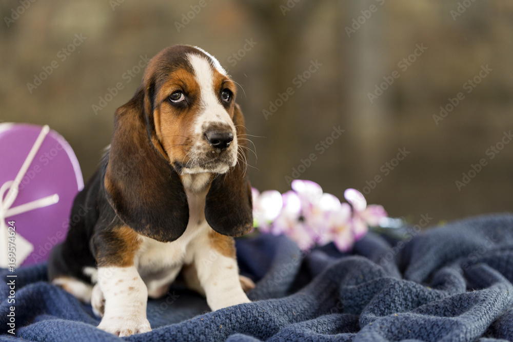 The beautiful puppy of Basset hound with sad eyes and long ears sits on the blanket and looks into the camera