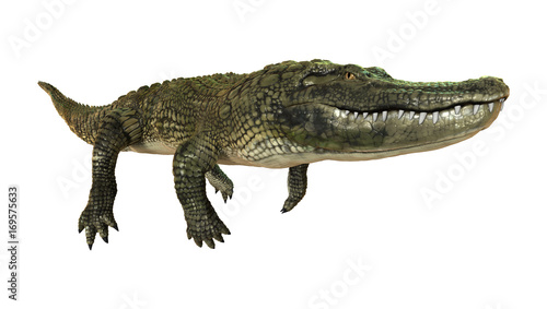 3D Rendering American Alligator on White