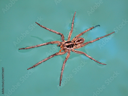 aggressive and repulsive tropical spider over water