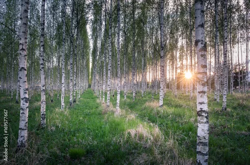 Fototapeta samoprzylepna Wiele brzoz w lesie w ciągu dnia