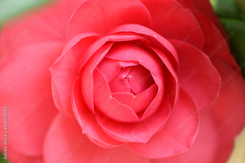Blossoming Pink Rose Background Blossoming Pink Rose Background